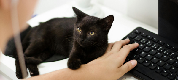 Black cat's paw on human arm typing on keyboard