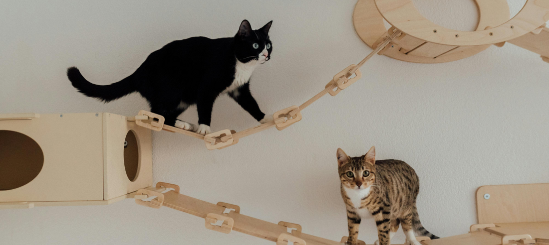 Enrichment Ideas for Indoor Cats