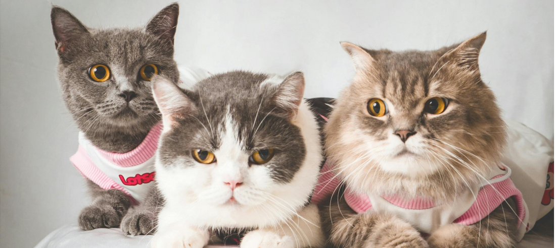 Multi-Cat Households: Creating Harmony