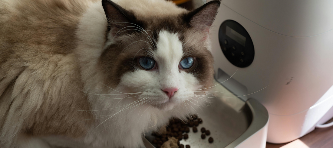 Smart Cat Tech: The Latest Gadgets That Make Pet Parenting Easier