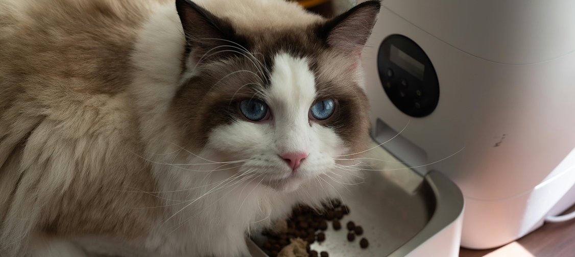 Smart Cat Tech: The Latest Gadgets That Make Pet Parenting Easier