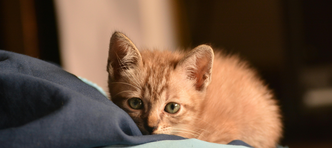 Cat Food Allergies: Signs, Causes, and Solutions