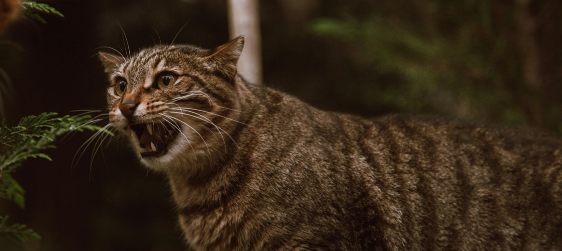 Understanding Feline Anxiety: Signs, Causes, and Solutions