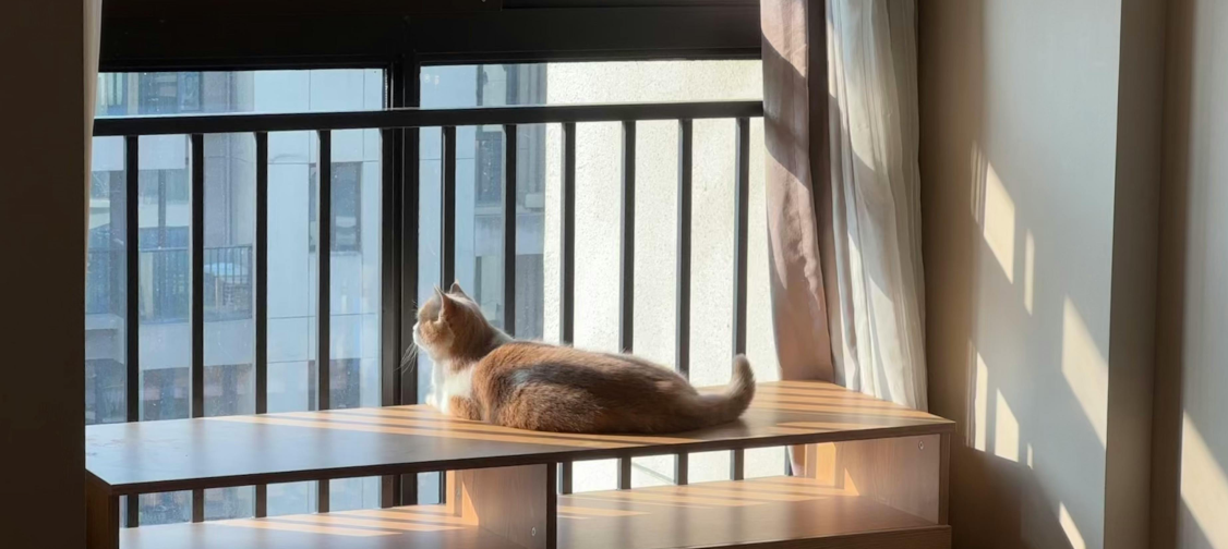 Cat-Proofing Your Balcony: Safe Access for High-Rise Cats