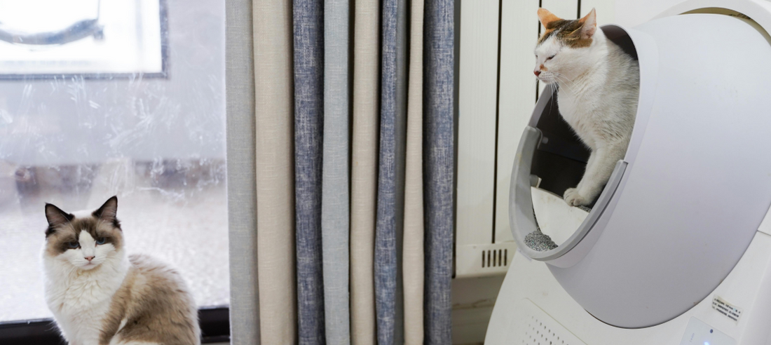 Navigating Common Litter Box Issues