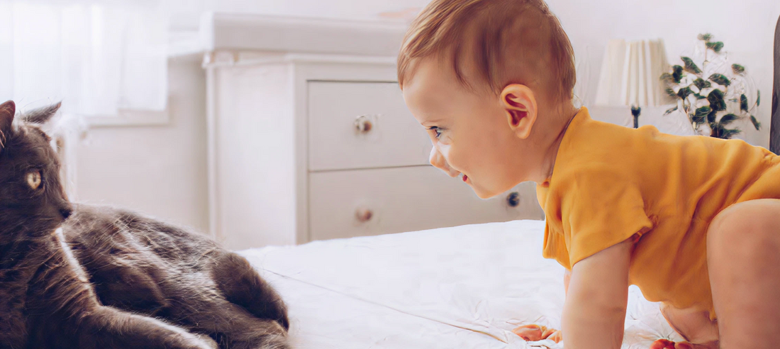 Introducing Cats to Babies: Safe Strategies for Growing Families