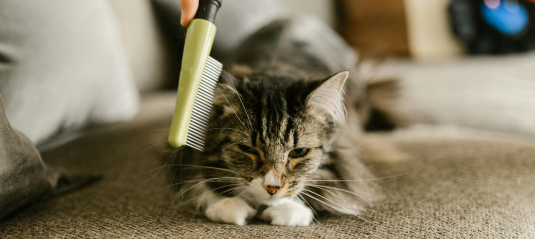 Managing Cat Shedding: Tools, Techniques, and Seasonal Solutions