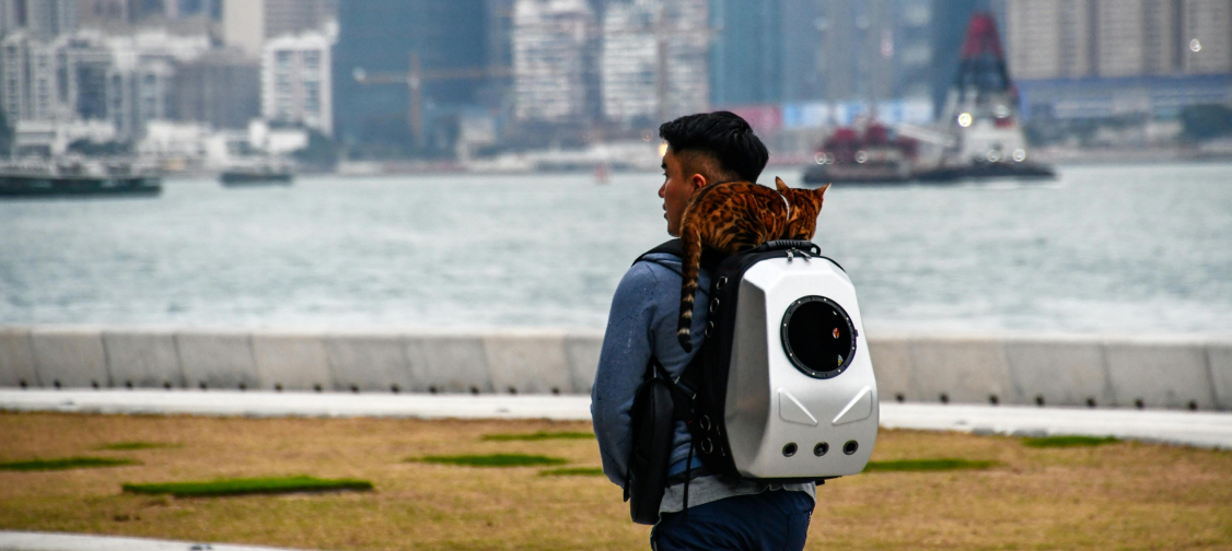 How to Choose the Right Cat Carrier: A Buyer’s Guide