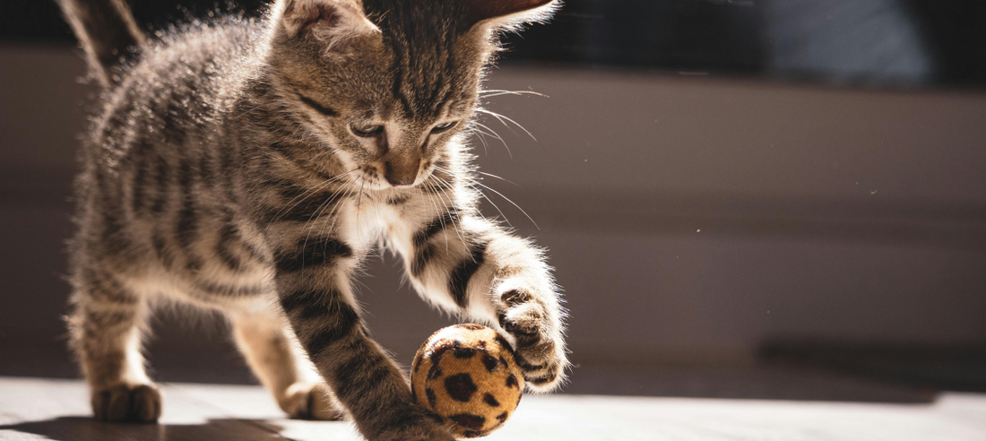 Choosing the Perfect Cat Toy