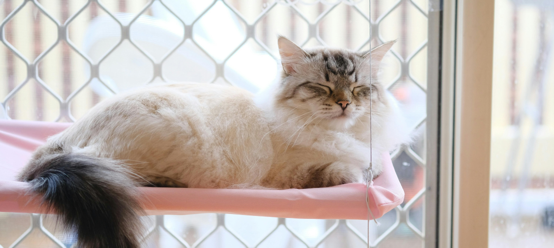 The Best Cat Beds for Every Sleep Style: From Fluffy to Futuristic