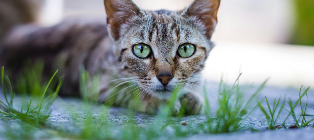 Cat-Safe Houseplants: Creating a Green Home Without Toxic Risks
