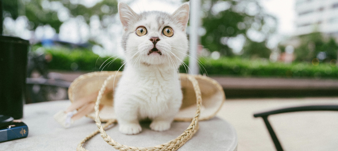 Traveling with Your Cat: Tips for Stress-Free Journeys