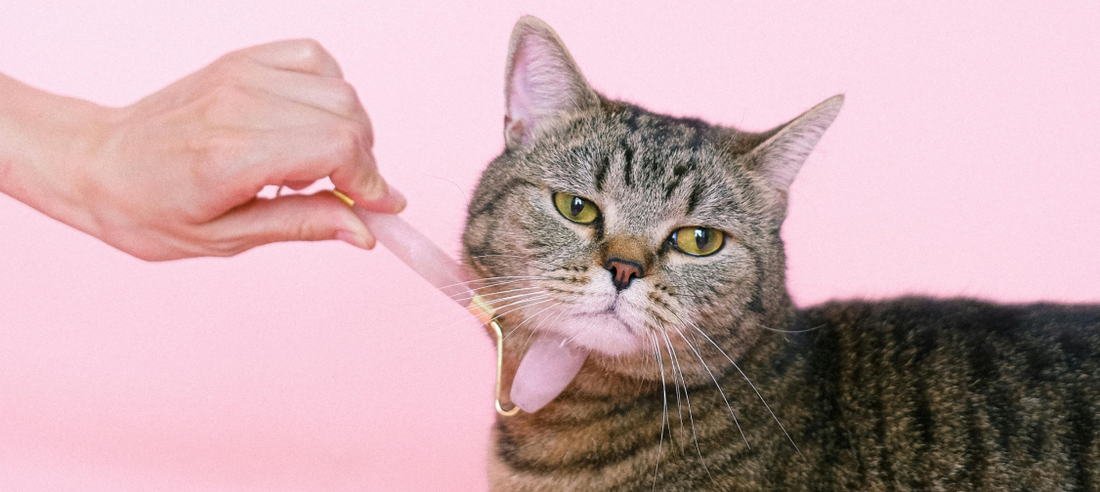 The Benefits of Regular Grooming for Your Cat