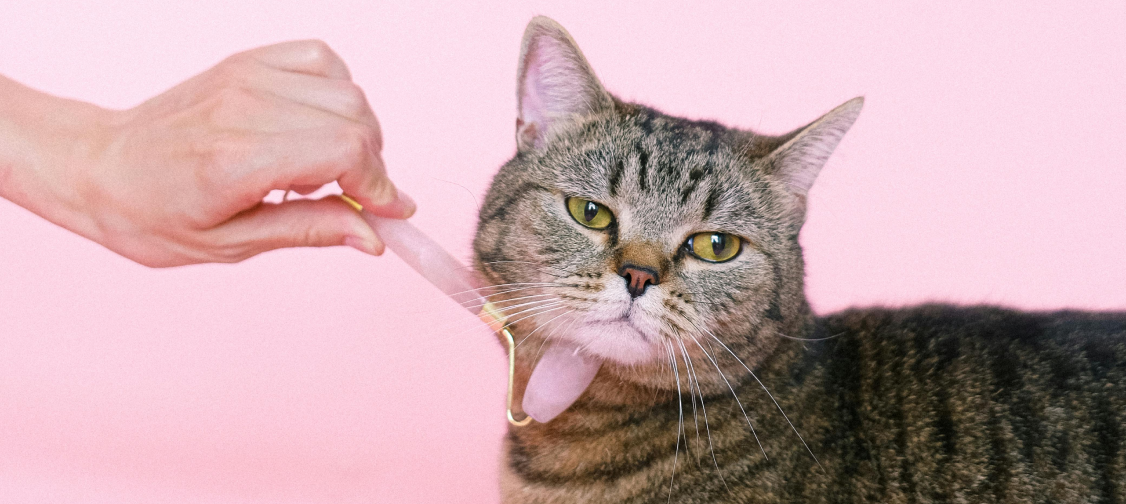 The Benefits of Regular Grooming for Your Cat