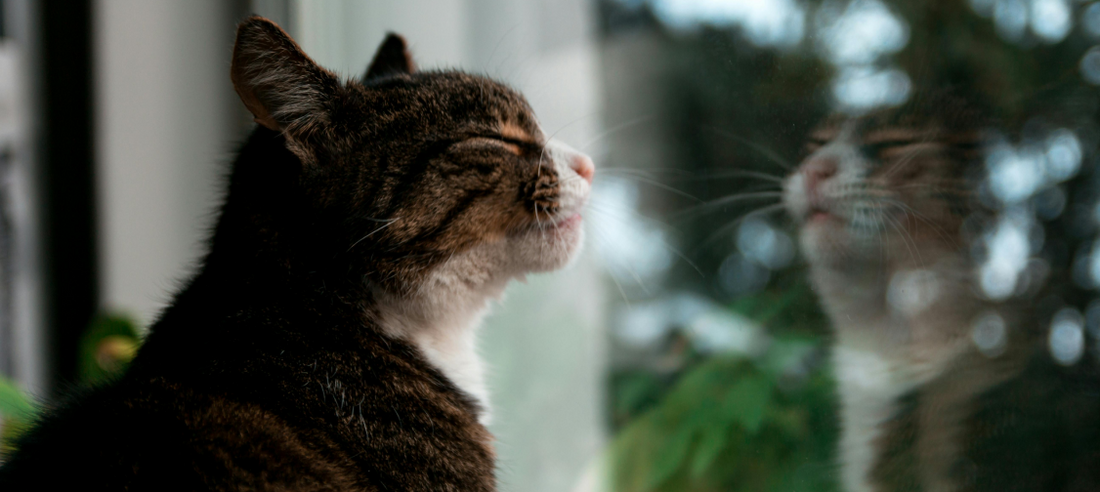 The Indoor vs. Outdoor Cat Debate