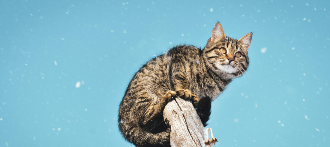 Seasonal Cat Care: Adapting to Weather Changes