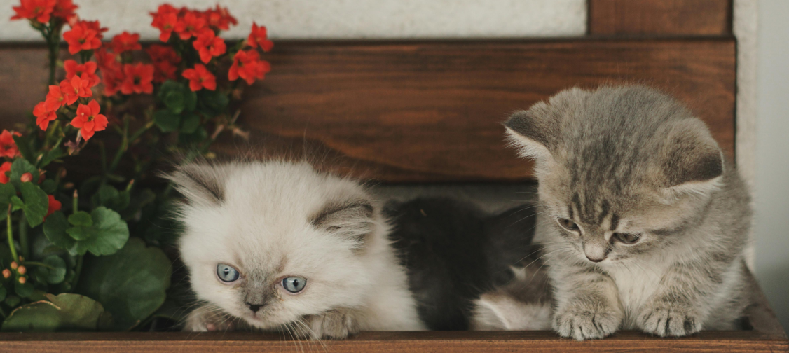 Creating the Perfect Cat-Safe Garden