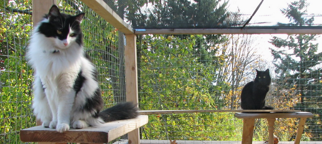 How to Build a Catio: A Step-by-Step Guide for Aussie Cat Owners