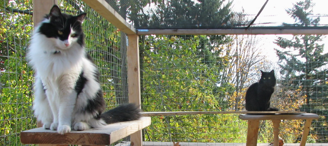 How to Build a Catio: A Step-by-Step Guide for Aussie Cat Owners