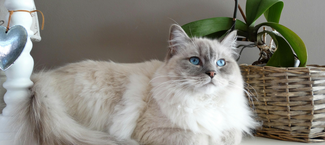 Cat Proofing Your Home: A Room-by-Room Guide
