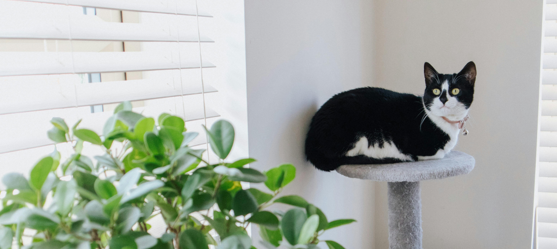 Creating a Cat-Friendly Home Environment