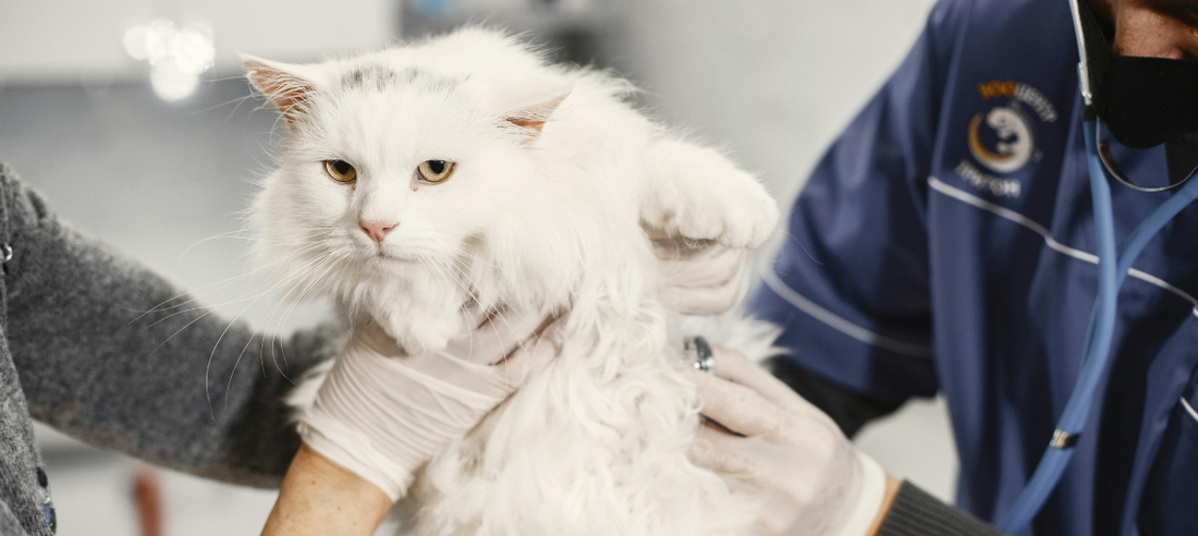 Common Cat Health Issues: Prevention, Symptoms, and When to See a Vet