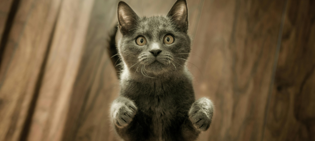 Addressing Common Behaviour Challenges in Cats