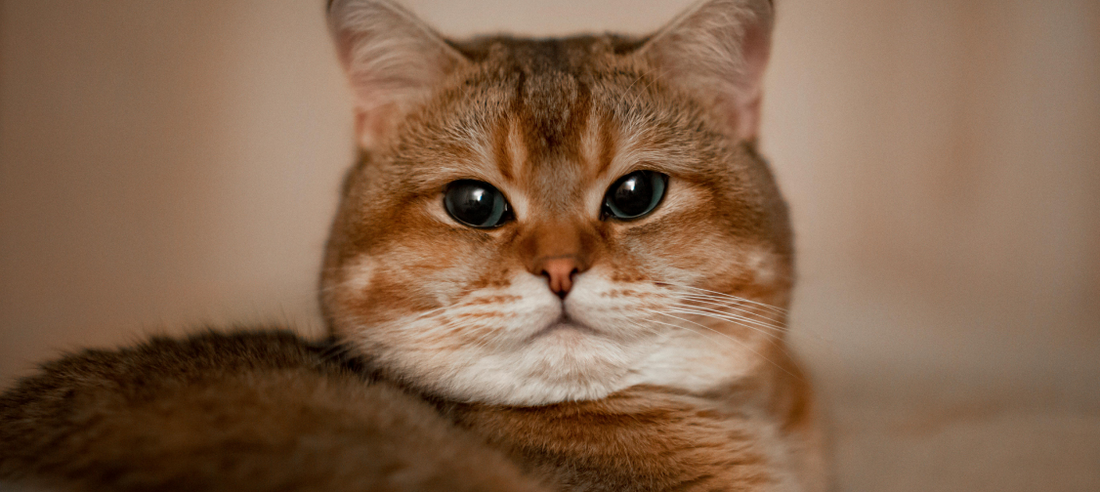 Recognising and Managing Feline Obesity