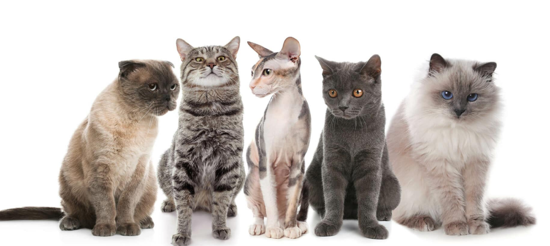 Choosing the Right Cat Breed: Matching Personality and Lifestyle