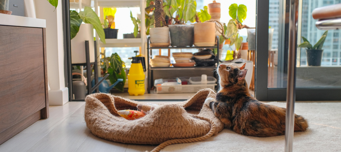 Sustainable and Eco-Friendly Cat Care