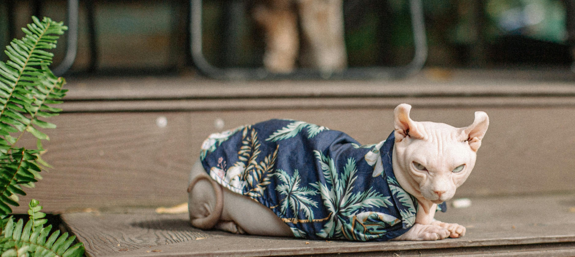 Seasonal Style for Cats: Fashionable Outfits for Every Season