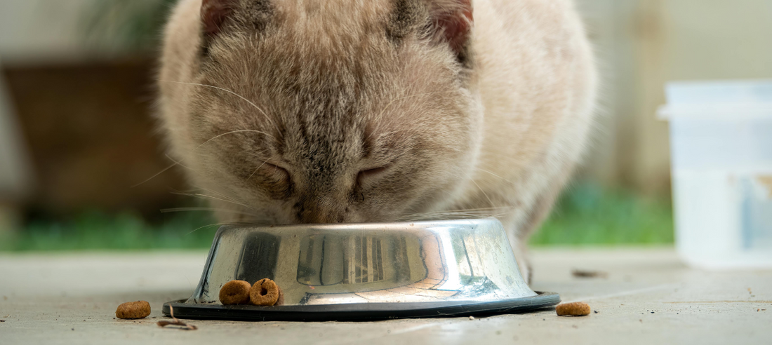 Cat Nutrition Trends: What’s New in the World of Cat Food