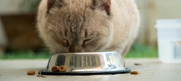 Cat Nutrition Trends: What’s New in the World of Cat Food