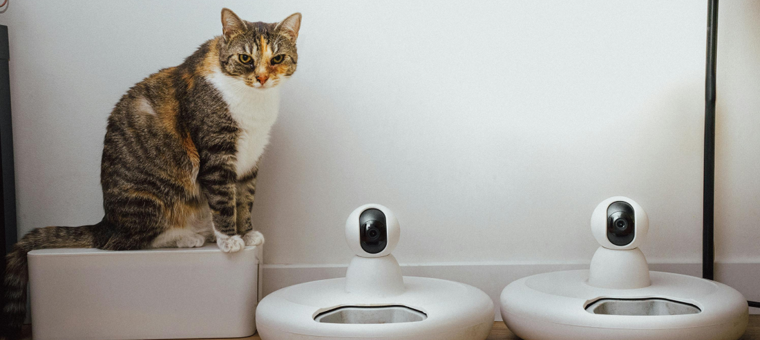 Introducing Cats to New Technology