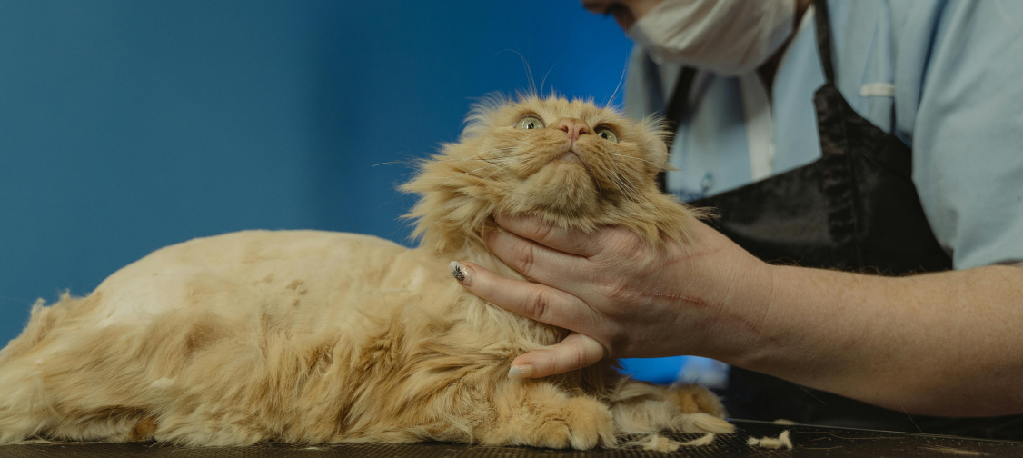 Cat Grooming Tools You Didn’t Know You Needed