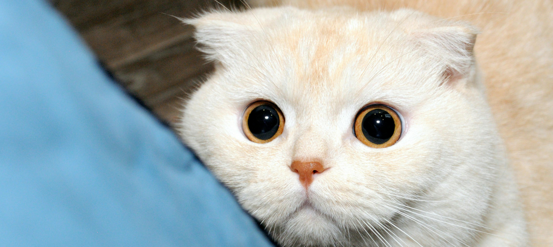 Deciphering your cat’s language