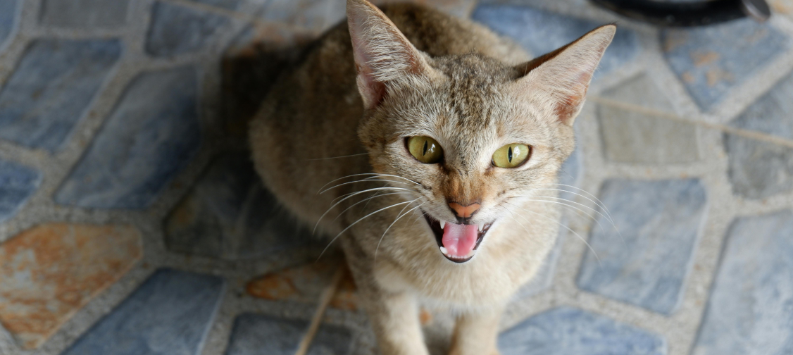 Understanding Cat Aggression: Causes, Prevention, and Solutions