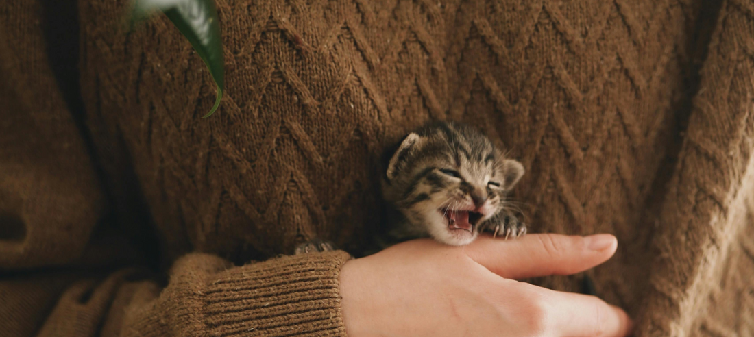 Introducing a New Cat to Your Home