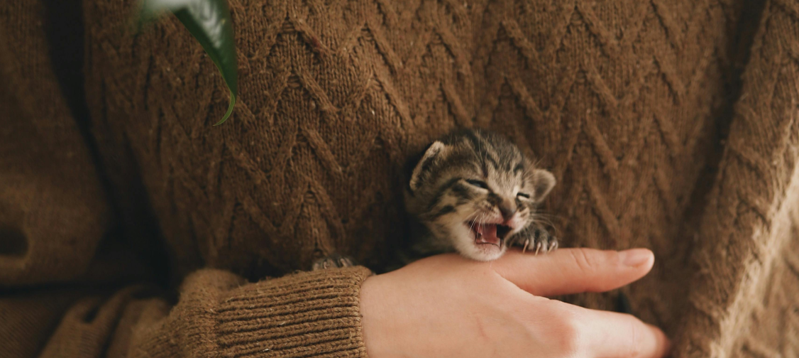 Introducing a New Cat to Your Home
