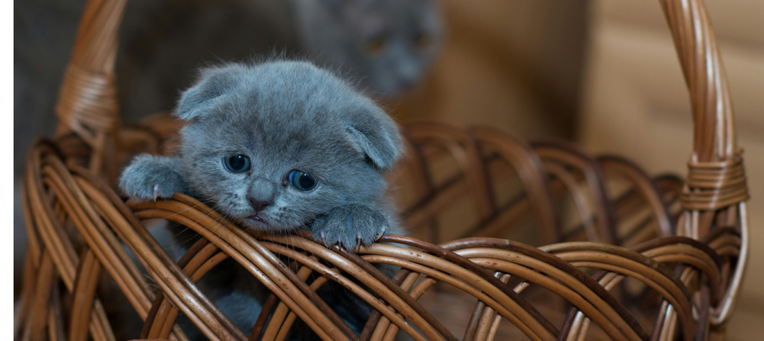 The Essential Guide to Kitten Proofing Your Home