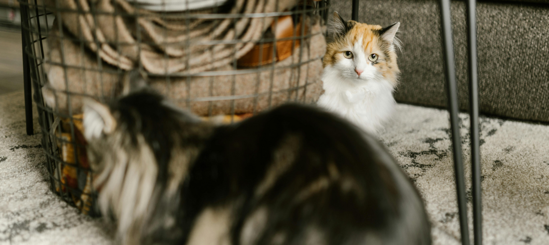How to Introduce a New Cat to Your Home (Without the Drama)