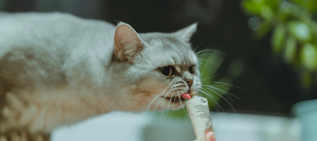 The Truth About Catnip: Why Some Cats Go Wild (And Others Don’t)