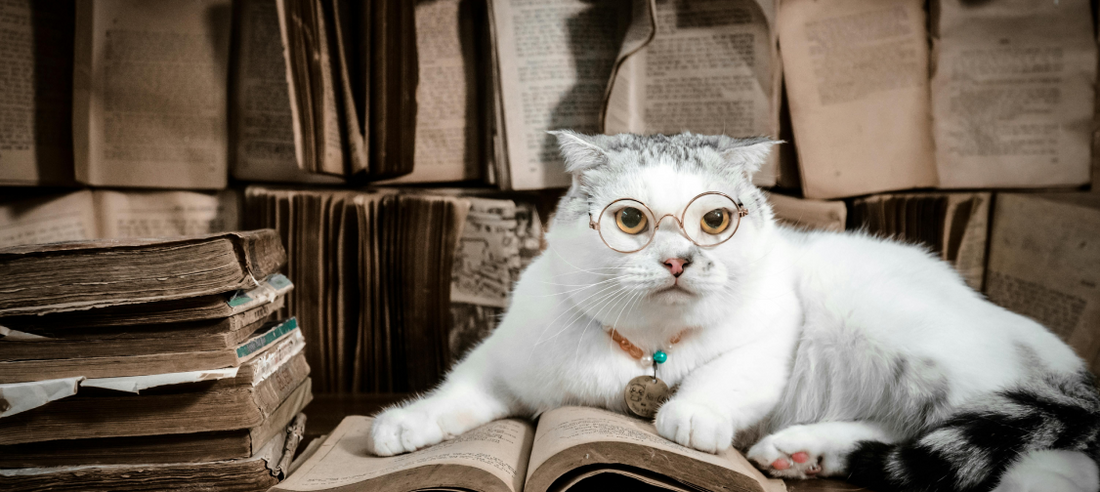 The Aging Cat: Supporting Senior Feline Health