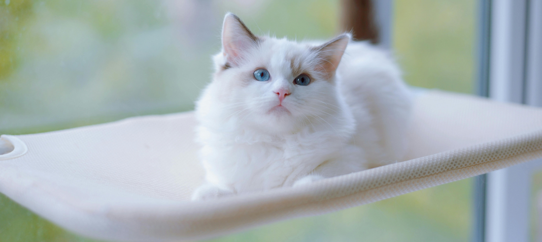 Cat Window Perches: The Ultimate Guide to Choosing the Right One
