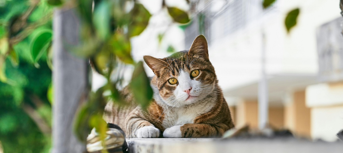 The Art of Cat Photography