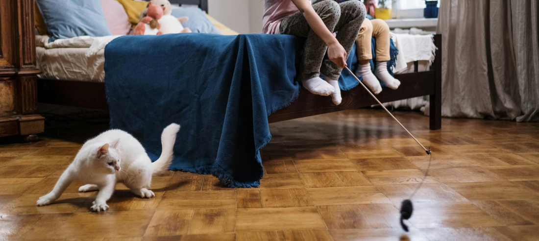Cat Exercise and Play: Keeping Your Indoor Cat Active and Engaged