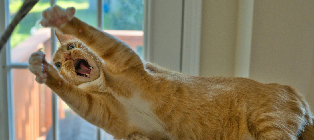 The Benefits of Interactive Play for Cats