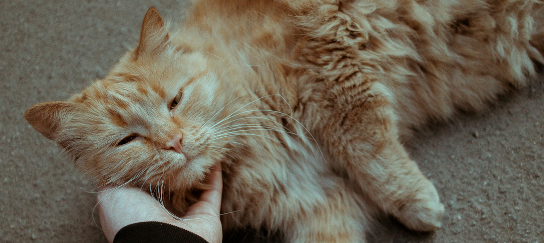 The Science Behind Purring