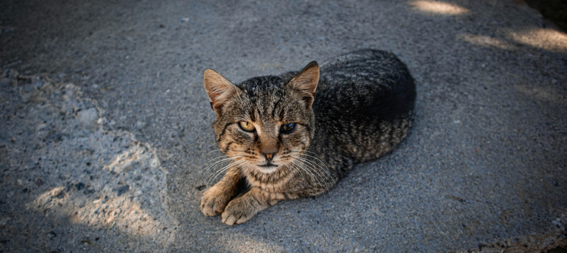 Adopting a Rescue Cat: What to Expect and How to Prepare