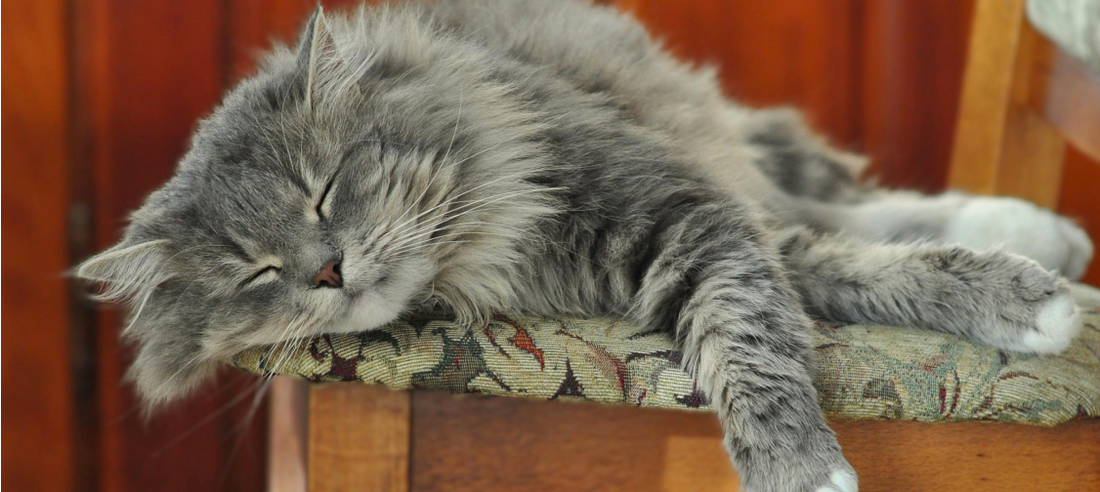 Understanding Your Cat's Sleeping Habits